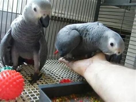 Parrots And Fertile Parrot Eggs Available For Sale African Grey