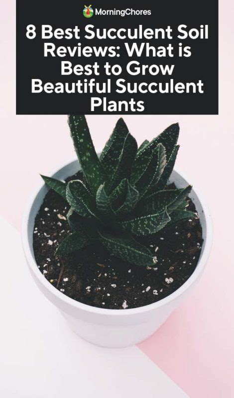 8 Best Succulent Soil Reviews What Is Best To Grow Beautiful Succulent