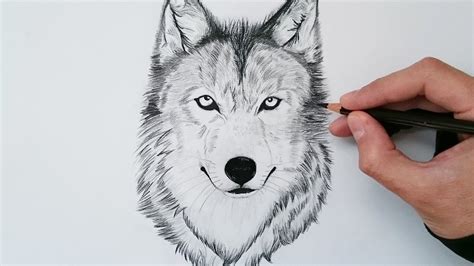 Cómo Dibujar Un Lobo Realista 】 Paso A Paso Muy Fácil 2024 Dibuja Fácil