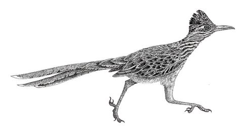 Follow along with us and learn how to draw a roadrunner! Dictionaries | Find an Outlet | Road runner, Bird drawings ...