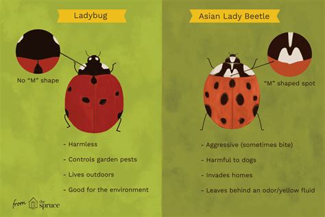 native ladybugs vs asian lady beetles