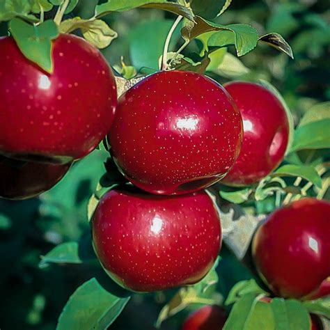 Apple trees all other apples. Empire Apple Trees For Sale Online | The Tree Center™