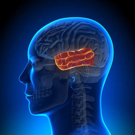 Lóbulo Temporal Del Cerebro Anatomía Y Funciones
