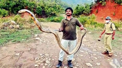 Snake Catcher In Andhra Pradesh Rescues 13 Foot Tall King Cobra