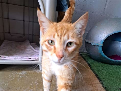 Hill's Pet Matchmaker App | Download the App Now!