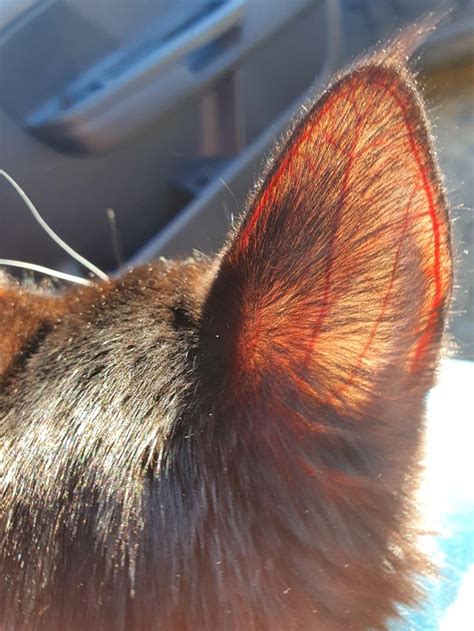 My Kittens Ears In The Suniredditjqkequbexcc51 Kittens