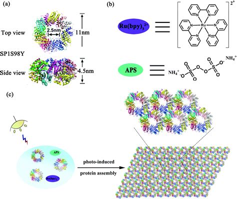 Photocontrolled Protein Assembly For Constructing Programmed Two