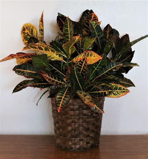 Croton Pflanze Kostenloses Stock Bild Public Domain Pictures