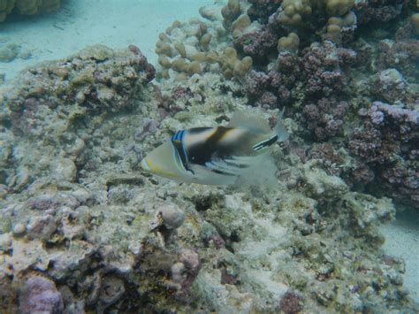 White Banded Triggerfish Drift Snorkeling In Very Shallow Flickr
