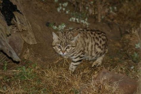 Report On Surveying And Monitoring Black Footed Cats Felis Nigripes