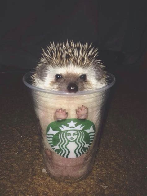 Puppy bowl ix welcomes hedgehog cheerleaders. hedgehog Archives - Fuzzy Today