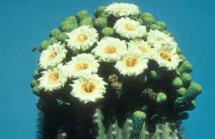 When they sprout, although they remain open for a very however, cactus flowers are considered one of the most spectacular plants in nature for their vivid colors. How Saguaros Reproduce - Saguaro National Park (U.S ...