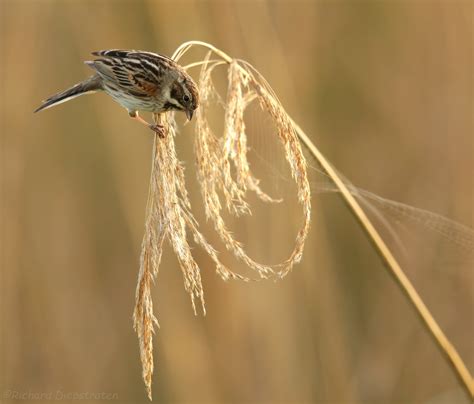 Rietgors Reed Bunting Photo Gallery By Richard Diepstraten At