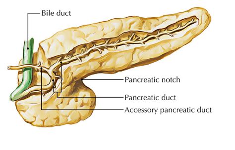 Easy Notes On Pancreas Learn In Just 4 Minutes