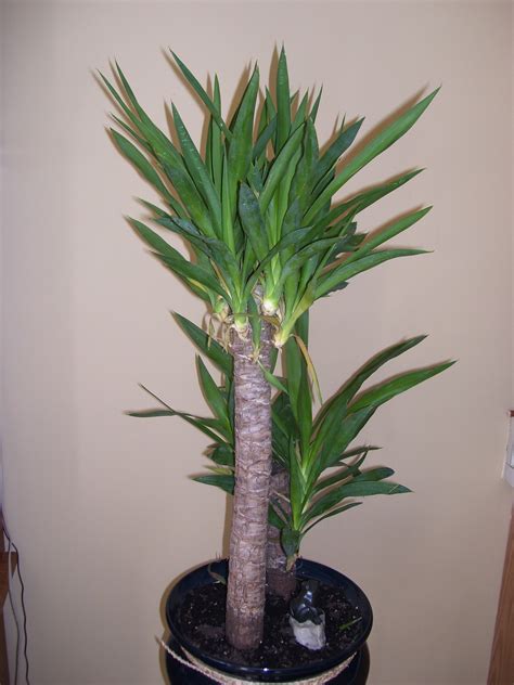 Yucca Tree Houseplant Care