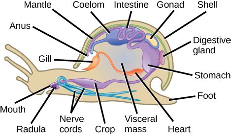 13.4 – Superphylum Lophotrochozoa: Molluscs and Annelids – Biology 110