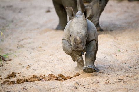 A Rhino Calf Ceratotherium Simum Runs Towards The Camera In Sand