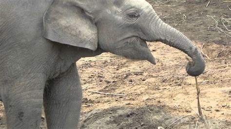 Playful Baby Elephant In Nepal Youtube