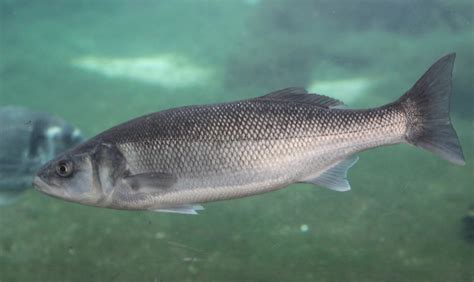 Peixe Robalo Tem Muito Espinho