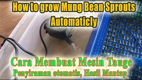 Bagaimana cara membuat tumis tauge tahu 3t super resep masakanku rebus semua sayur yang sudah di iris dan di potong. Cara Membuat Tauge Super / Cara Membuat Tauge Dengan ...