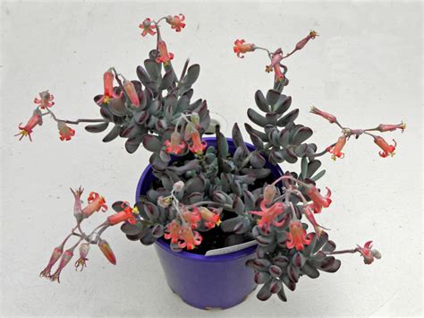 Ladyfinger (biscuit), light and sweet sponge cakes roughly shaped like a large finger. Cotyledon orbiculata 'Oophylla' (Lady Fingers) | World of Succulents