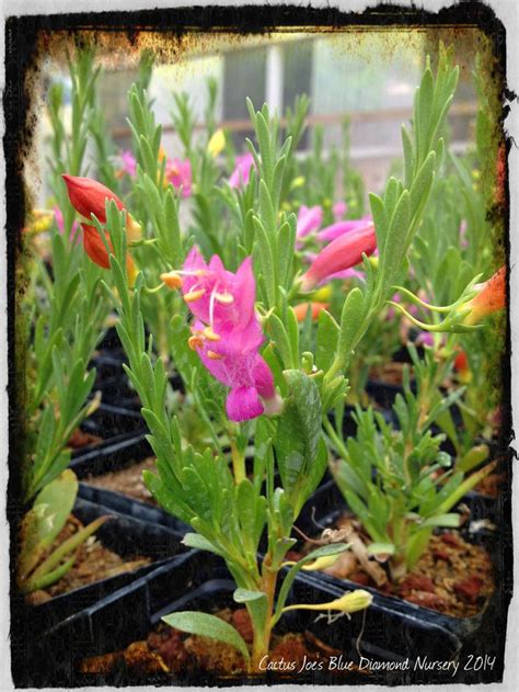 When not flowering the plant looks very like the christmas. Easter Egg Bush in Bloom (With images) | Bloom, Plants ...