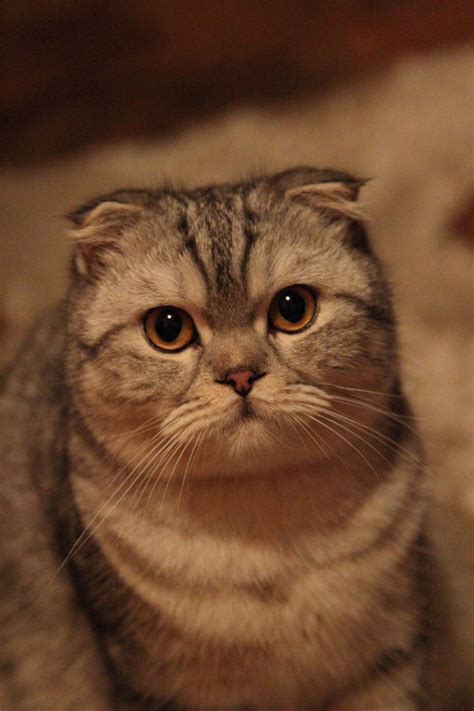 The Little Ears 😍 Catears Cat Cutecat Adorablecat Cat Scottish