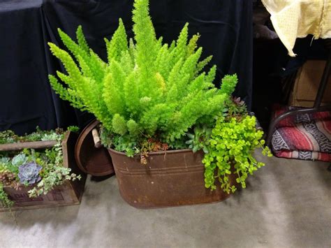 Check spelling or type a new query. Rusty pail w/ foxtail fern, sedum and sempervivum | Sedum ...