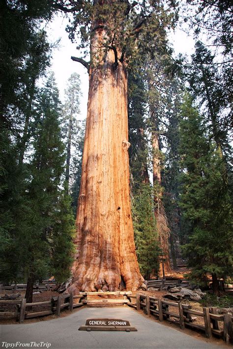 Sequoia national park is found in visalia, in the american state of california. First, Some Famous Redwoods Of Sequoia National Park ...