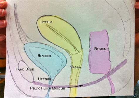 Anatomy, female pelvis, medical & nursing. Pelvic Health and Alignment : Pelvic Organ Prolapse: Part 1
