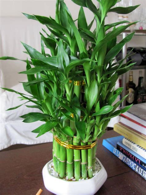 House Plants To Grow A Bamboo House Plant Then You Need Some My