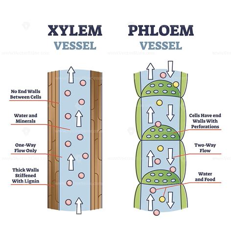 Xylem And Phloem Water And Minerals Transportation System Outline