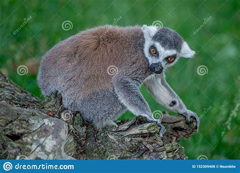 Portrait Of Funny Ring Tailed Madagascar Lemurs In Green Outdoor