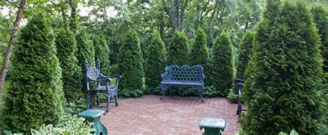 Fastest growing privacy trees — plantingtree.com garden yard ideas