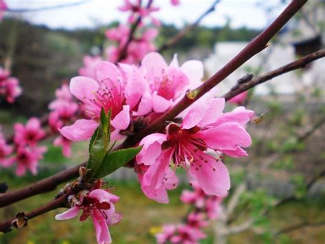 Hoa đào là một trong những loài hoa báo hiệu cho mùa xuân, là biểu tượng cho một năm mới đến. Ý nghĩa của hoa đào - loài hoa bình an » Hoaonline247.net