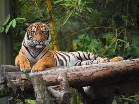 Harimau Malaya Tinggal 150 Ekor Guna Art Tingkatkan Populasi Suara