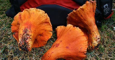 Wild Mushrooms In Wisconsin All Mushroom Info