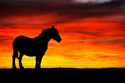 Horse And Sunset Silhouette Free Stock Photo Public Domain Pictures