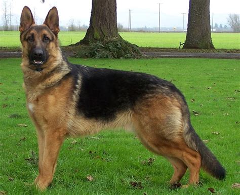 Unusual coat color gsd the blonde german shepherd is an extremely unusual coat shade for this prominent buddy pooch. Two lovely German Shepherd dogs behaving very well together. You can really tell that they are ...