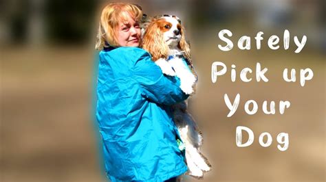 How To Pick Up A Puppy And How To Hold A Dog Picking Up Small Dogs