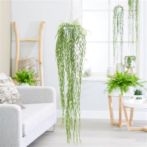 20 Best Indoor Hanging Plants For The Home Best Indoor Hanging Plants