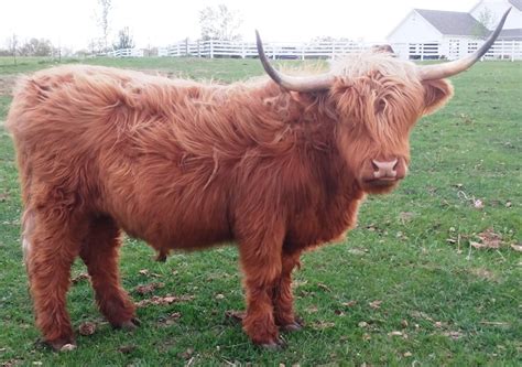 That is what we aspire to here at bomke farms, to produce healthy small highland cattle! Highland Cattle For Sale