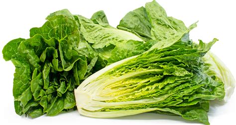 Romaine Lettuce Information Recipes And Facts