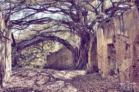 El secreto del movimiento está escondido en el motor. La "casa-árbol" en Tepic: sorprendente, escondida y ...
