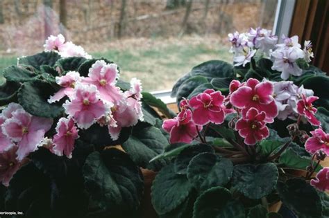 We have been traveling with this cactus garden around for several years and it did it again!! African Violet Craft tiny gardens with these favorite ...