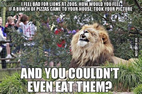 I Feel Bad For Lions At Zoos Funny Animal Memes Funny Animal Pictures