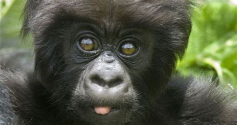 A Cheeky Baby Mountain Gorilla At Mahogany Springs Lodge Bwindi