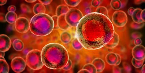 7 Ways Stem Cell Regeneration Is Being Used In Medicine Viral Rang