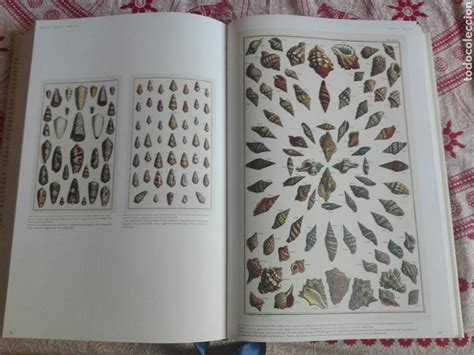 It is a beautiful tribute to the breadth and the detail albertus seba. taschen. cabinet of natural curi - Comprar ...