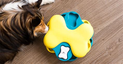 Picking The Best Interactive Dog Toys For Your Pup